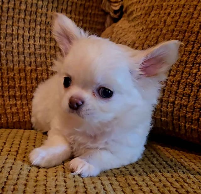 Pure Bred European Champion Bloodline longhaired Chihuahua puppy media 11