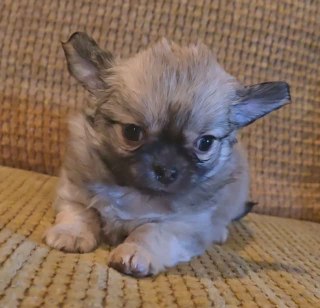 Pure Bred European Champion Bloodline longhaired Chihuahua puppies media 3