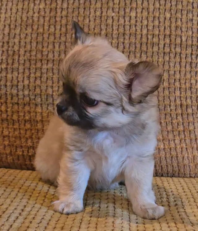 Pure Bred European Champion Bloodline longhaired Chihuahua puppies media 4