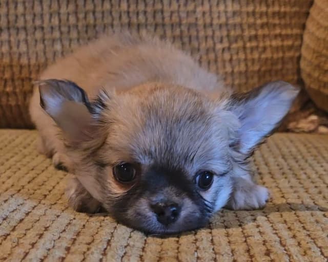 Pure Bred European Champion Bloodline longhaired Chihuahua puppies media 5