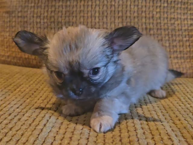 Pure Bred European Champion Bloodline longhaired Chihuahua puppies media 6