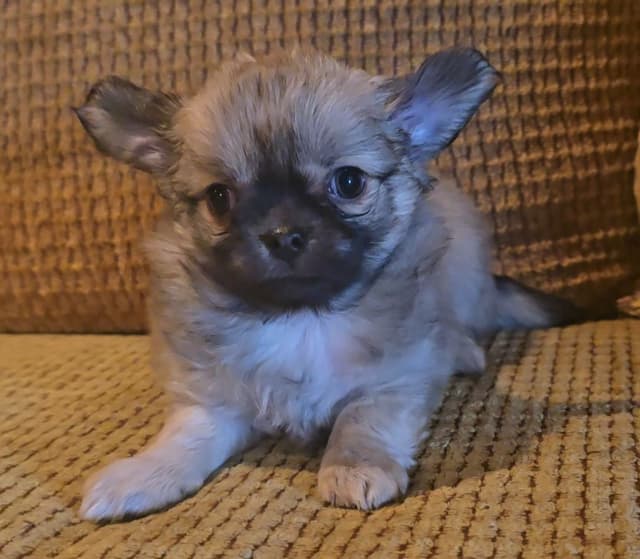 Pure Bred European Champion Bloodline longhaired Chihuahua puppies media 7