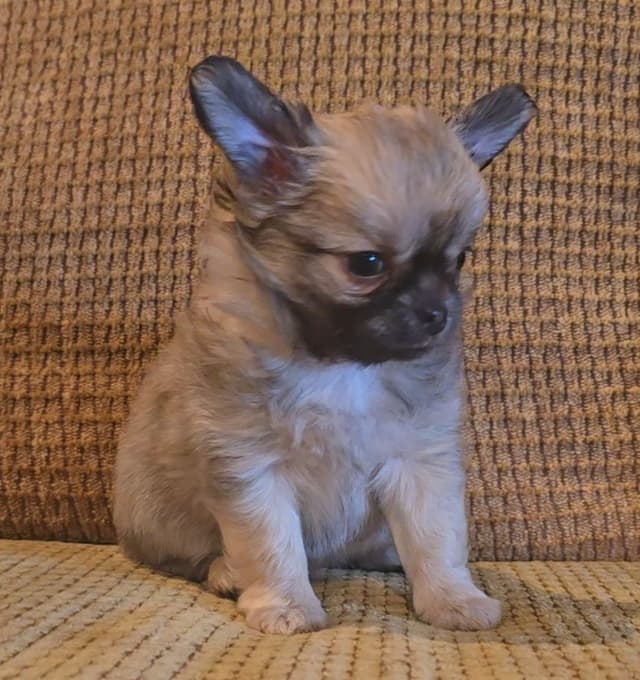 Pure Bred European Champion Bloodline longhaired Chihuahua puppies media 8