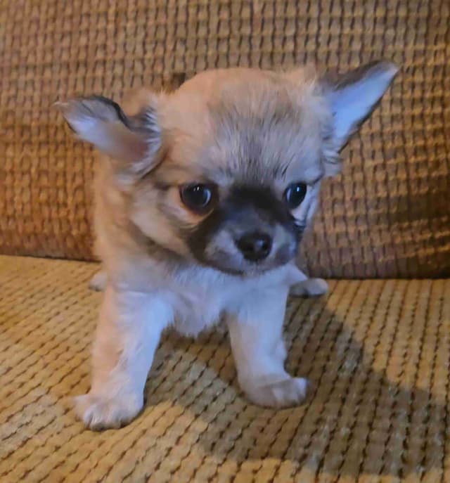 Pure Bred European Champion Bloodline longhaired Chihuahua puppies media 9