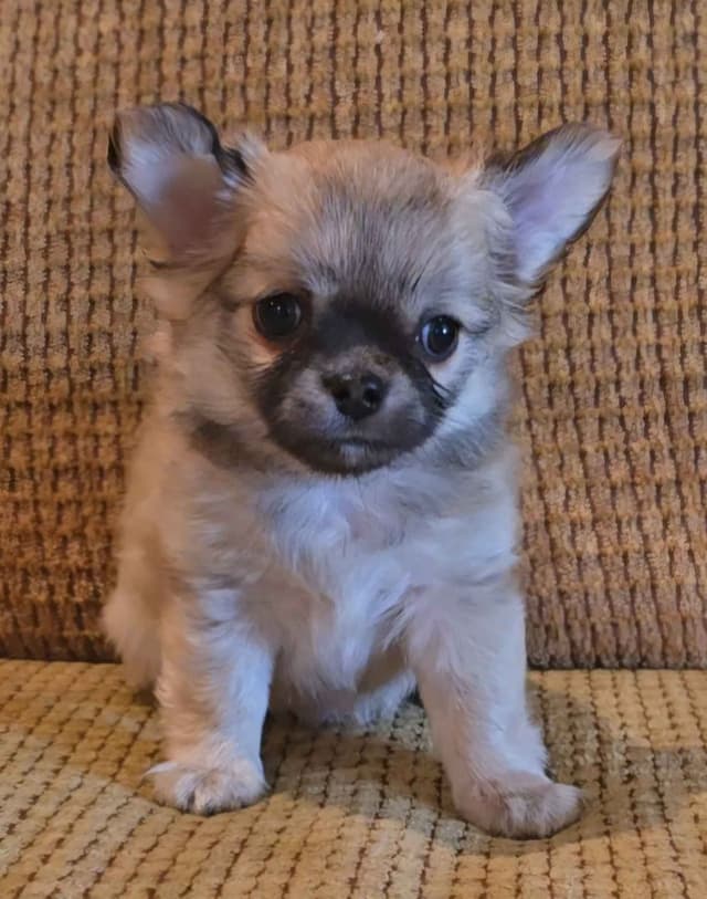 Pure Bred European Champion Bloodline longhaired Chihuahua puppies media 2