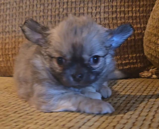 Pure Bred European Champion Bloodline longhaired Chihuahua puppies media 10