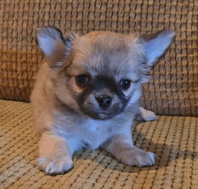 Pure Bred European Champion Bloodline longhaired Chihuahua puppies media 12