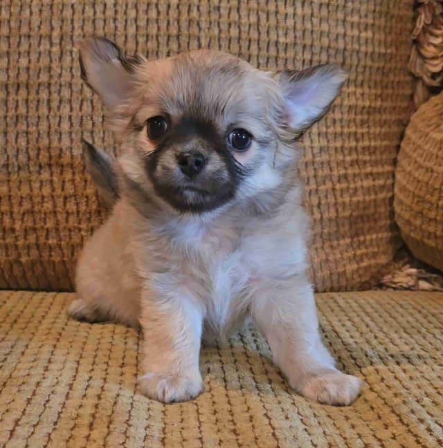 Pure Bred European Champion Bloodline longhaired Chihuahua puppies media 13