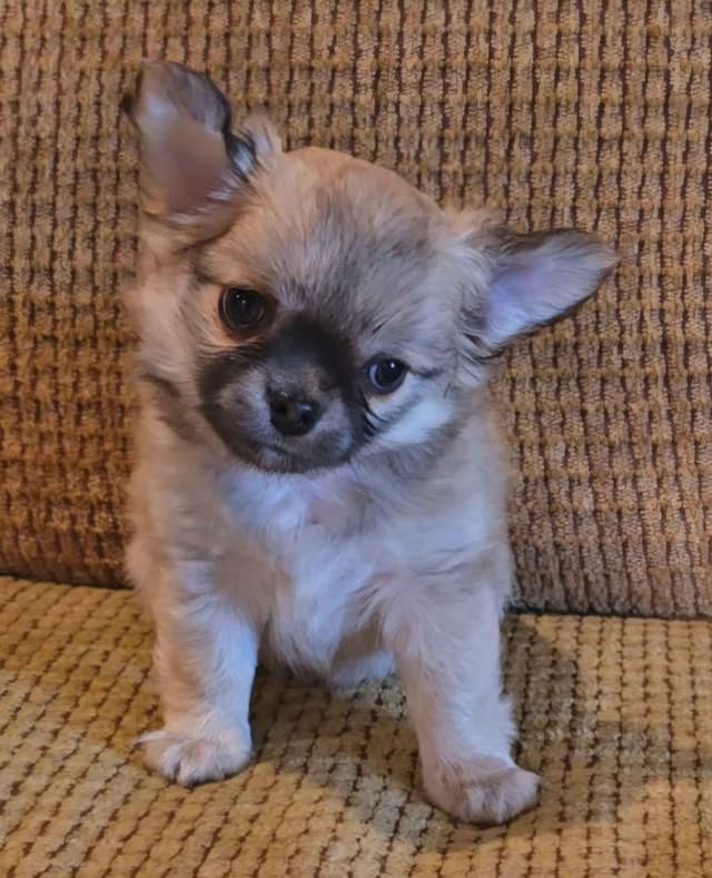 Pure Bred European Champion Bloodline longhaired Chihuahua puppies media 11