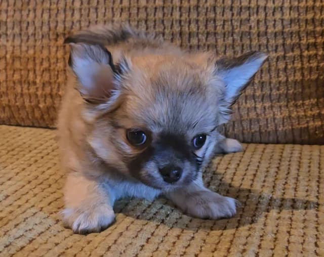 Pure Bred European Champion Bloodline longhaired Chihuahua puppies media 14