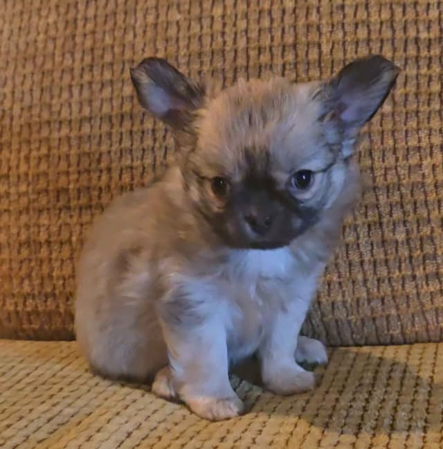 Pure Bred European Champion Bloodline longhaired Chihuahua puppies media 15