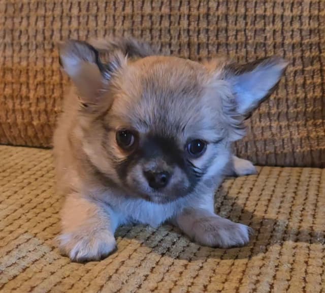 Pure Bred European Champion Bloodline longhaired Chihuahua puppies media 16