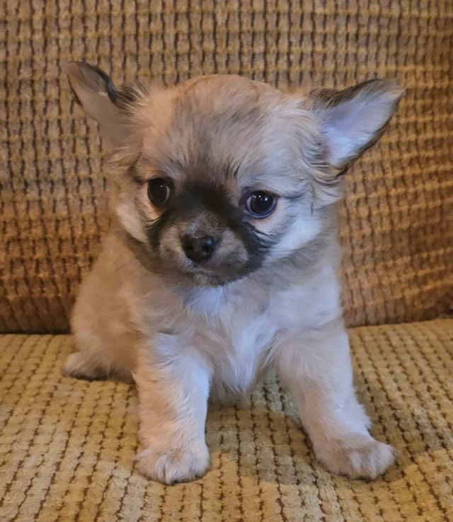 Pure Bred European Champion Bloodline longhaired Chihuahua puppies media 18