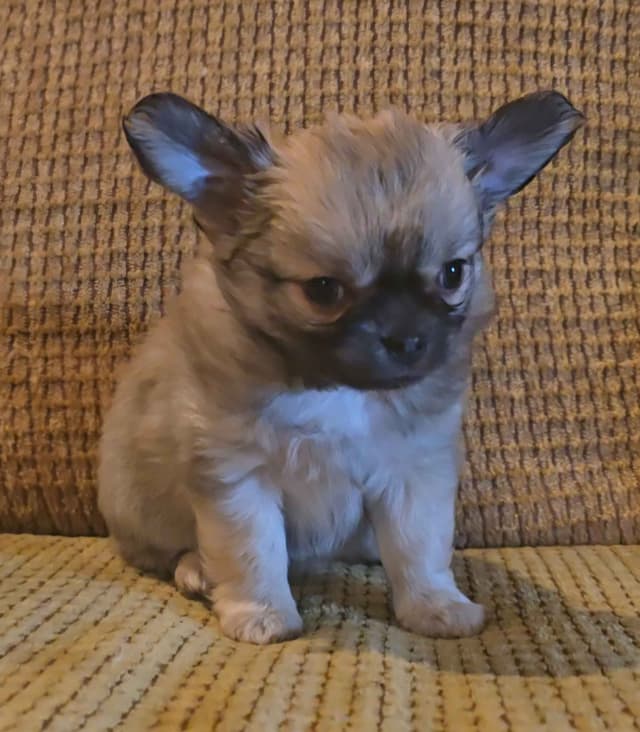 Pure Bred European Champion Bloodline longhaired Chihuahua puppies media 17