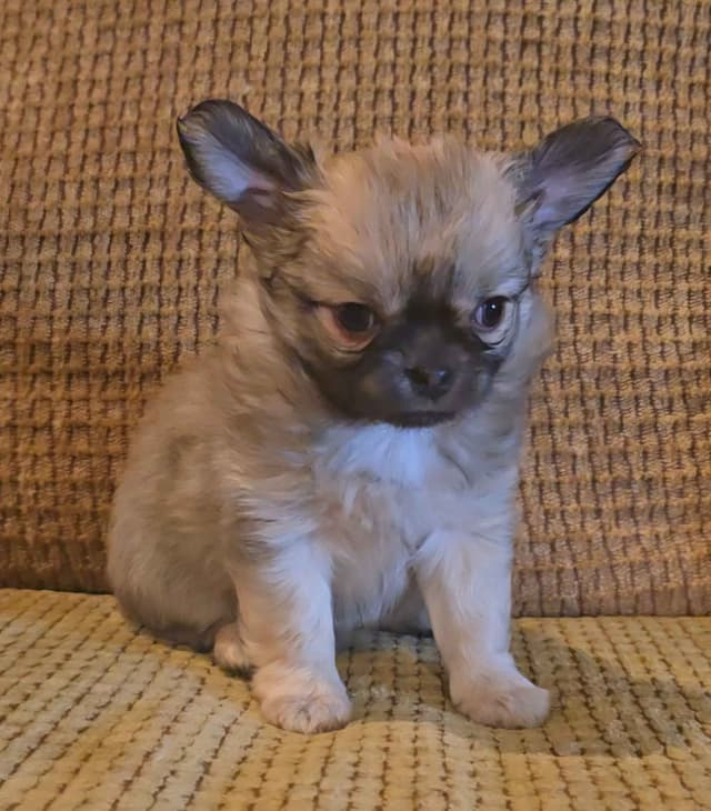 Pure Bred European Champion Bloodline longhaired Chihuahua puppies media 19