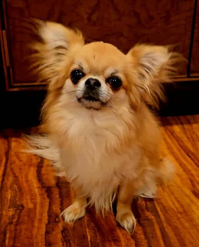 Pure Bred European Champion Bloodline longhaired Chihuahua puppies media 21