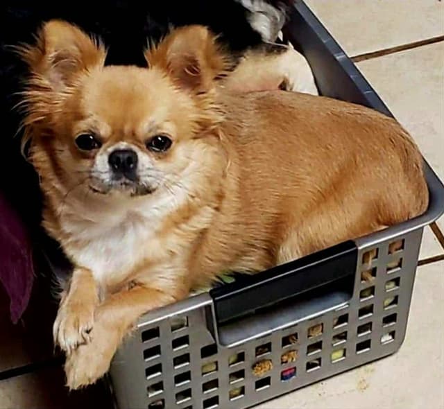 Pure Bred European Champion Bloodline longhaired Chihuahua puppy media 12