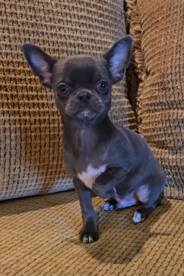 Pure Bred European Champion Bloodline longhaired Chihuahua puppy media 13