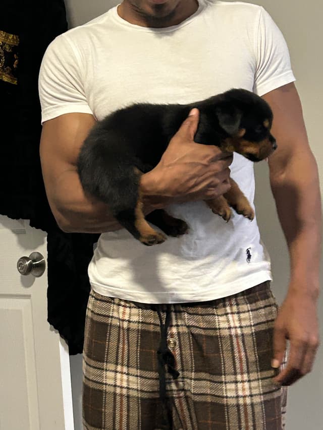 Rottweiler Puppies media 2