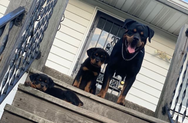 Rottweiler Puppies media 3