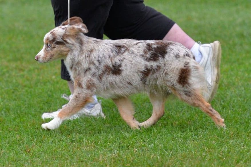 Miniature American Shepherd Puppies Gemma & Uri breeder image 10