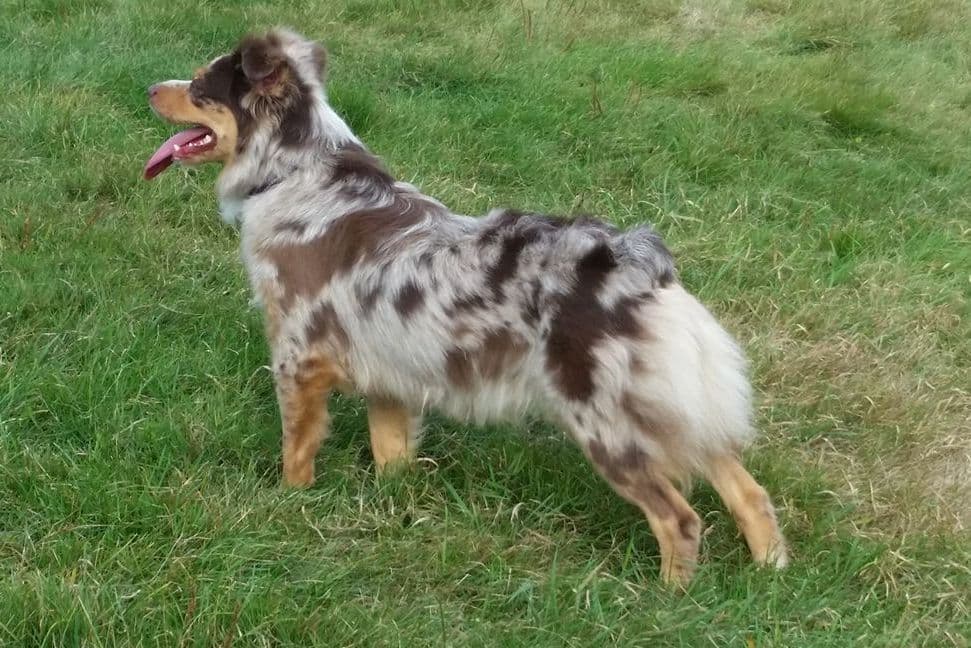 Miniature American Shepherd Puppies Gemma & Uri breeder image 8