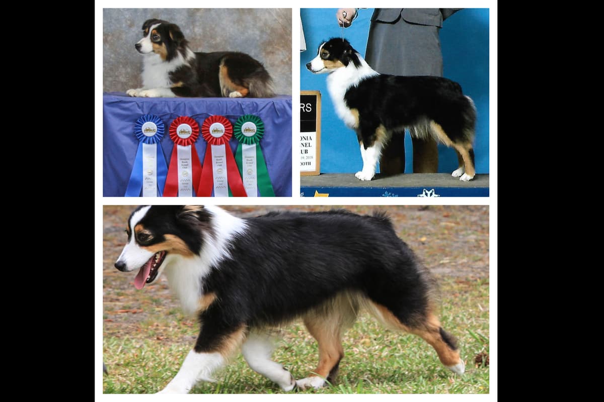 Miniature American Shepherd Puppies Gemma & Uri breeder image 9