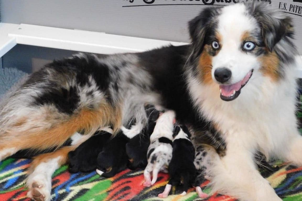 Miniature American Shepherd Puppies Gemma & Uri breeder image 11