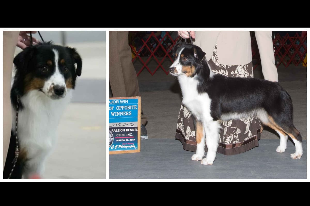 Miniature American Shepherd Puppies Gemma & Uri breeder image 6