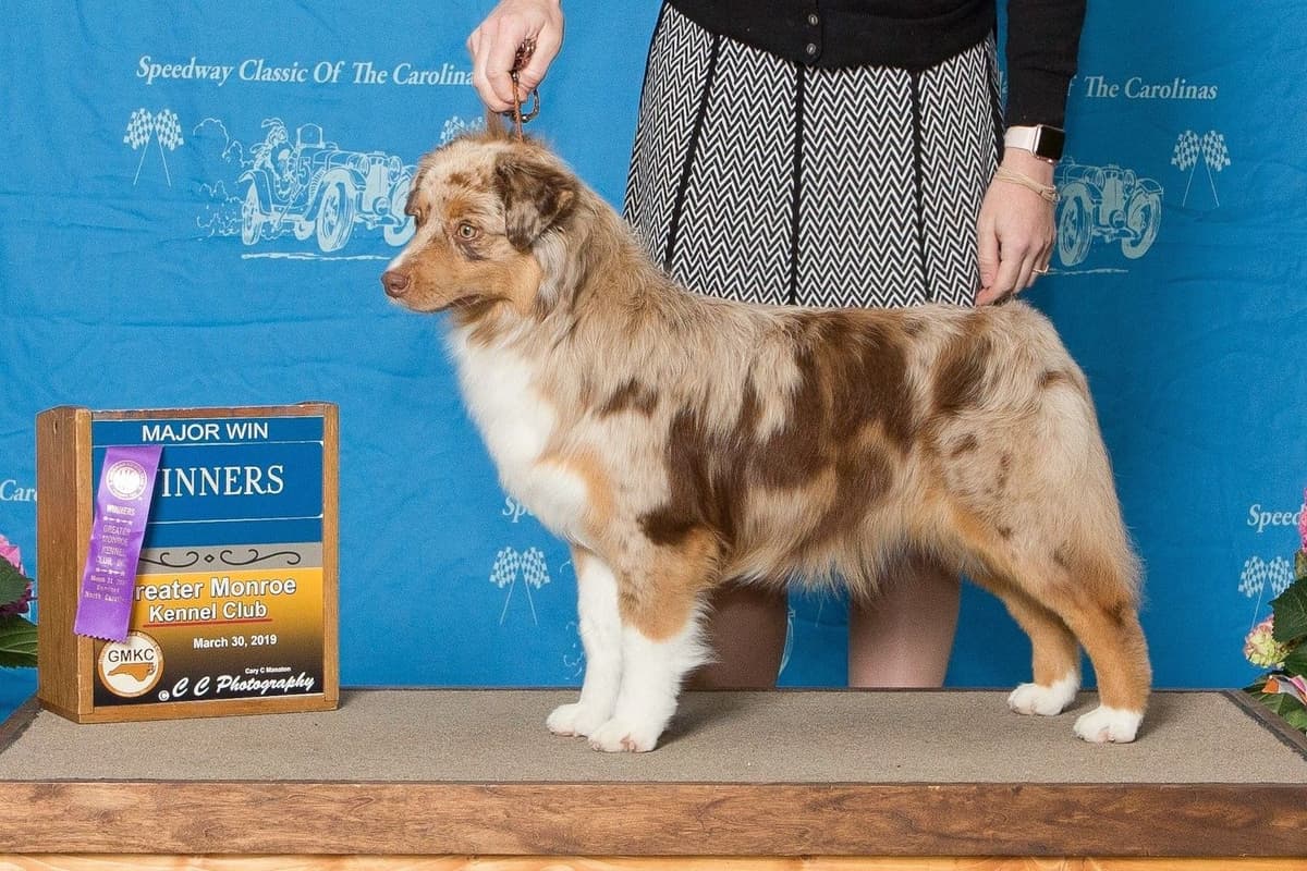Miniature American Shepherd Puppies Gemma & Uri breeder image 7