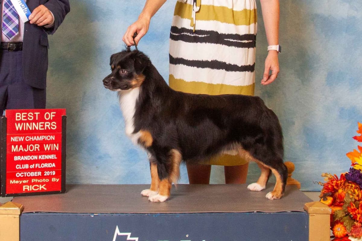 Miniature American Shepherd Puppies Gemma & Uri breeder image 3