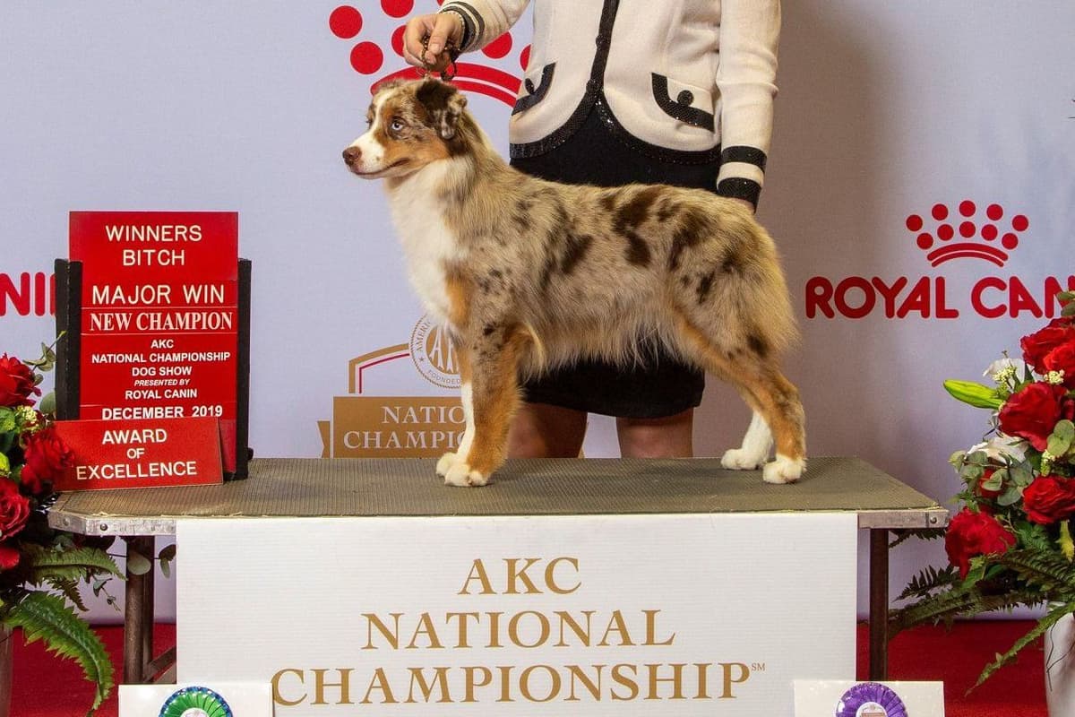 Miniature American Shepherd Puppies Gemma & Uri breeder image 16