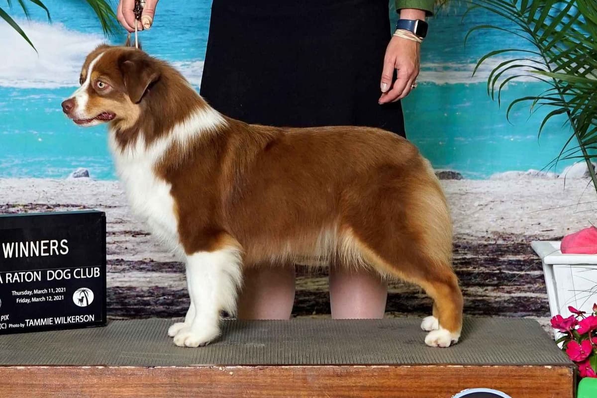 Miniature American Shepherd Puppies Gemma & Uri breeder image 19