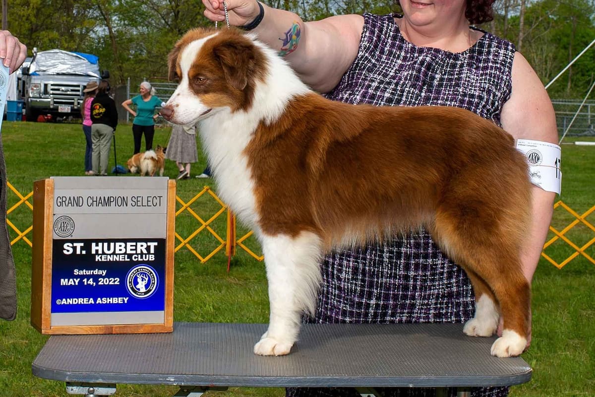Miniature American Shepherd Puppies Gemma & Uri breeder image 20