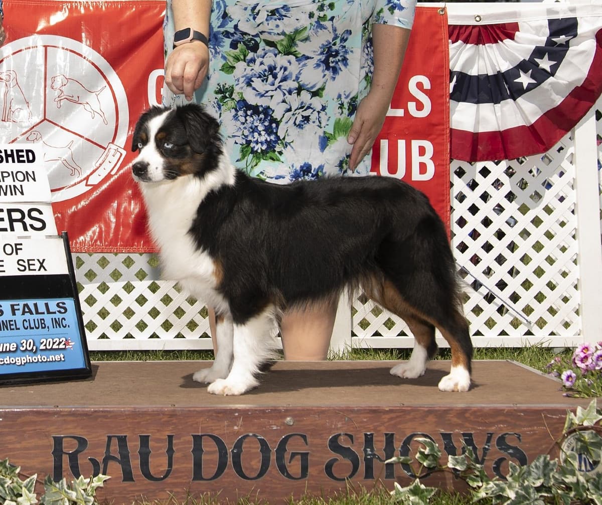 Miniature American Shepherd Puppies Gemma & Uri breeder image 1