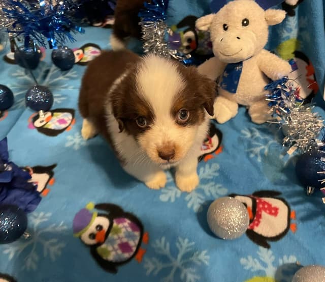 Miniature American Shepherd Puppies Gemma & Uri media 2