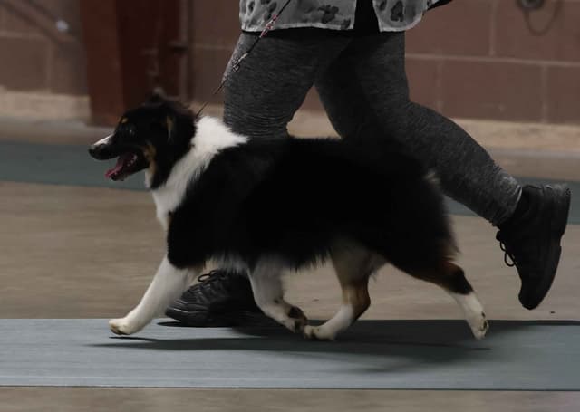 Miniature American Shepherd Puppies Gemma & Uri media 3