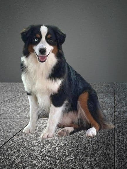 Miniature American Shepherd Puppies Gemma & Uri media 4