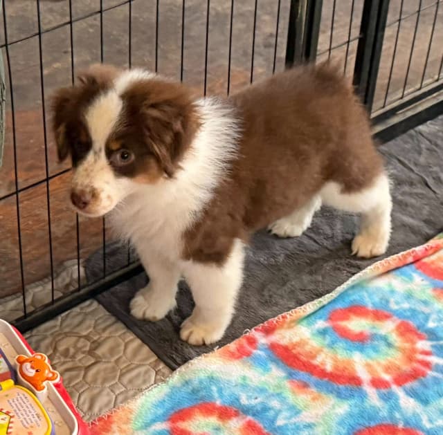 Miniature American Shepherd Puppies Gemma & Uri media 5