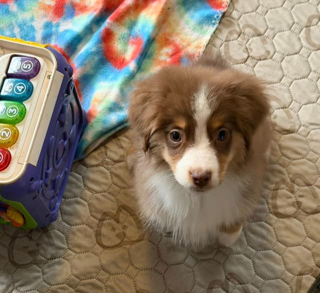 Miniature American Shepherd Puppies Gemma & Uri media 6