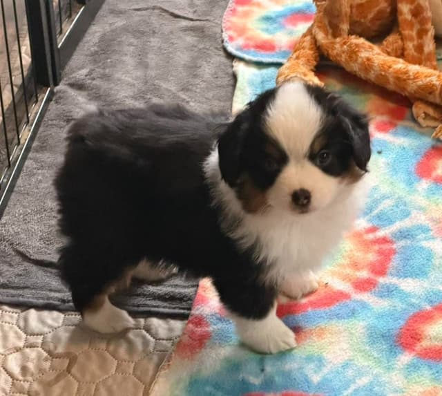 Miniature American Shepherd Puppies CC & Marcel media 13