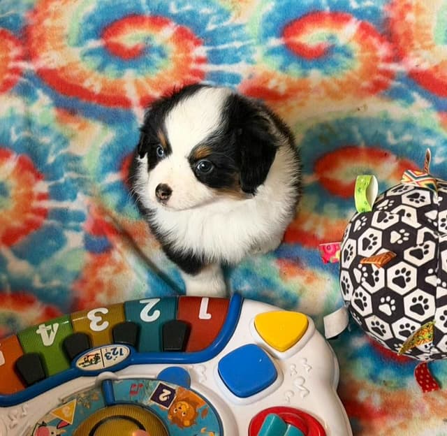 Miniature American Shepherd Puppies CC & Marcel media 14