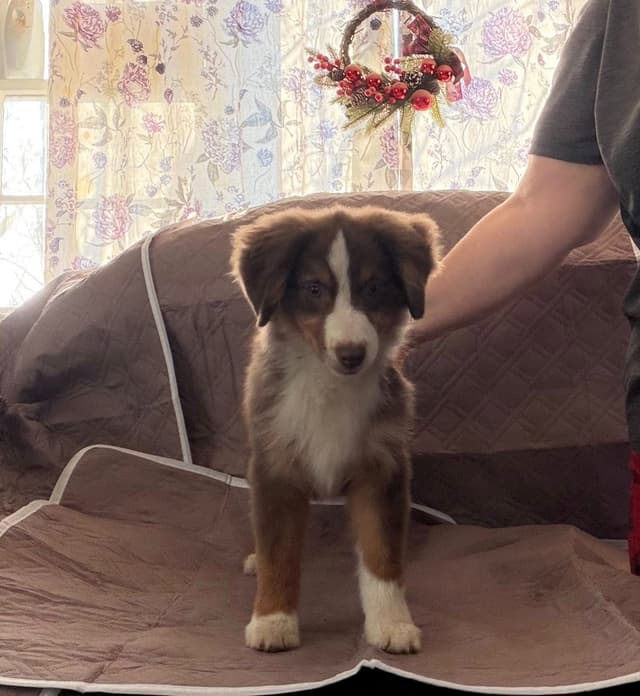 Miniature American Shepherd Puppies Gemma & Uri media 8