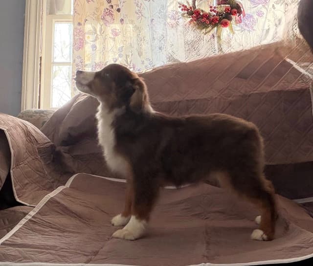 Miniature American Shepherd Puppies Gemma & Uri media 9