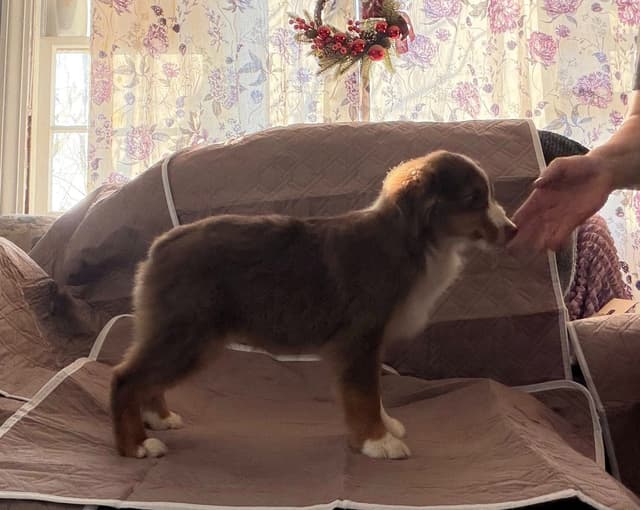 Miniature American Shepherd Puppies Gemma & Uri media 10