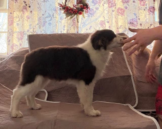 Miniature American Shepherd Puppies Gemma & Uri media 11