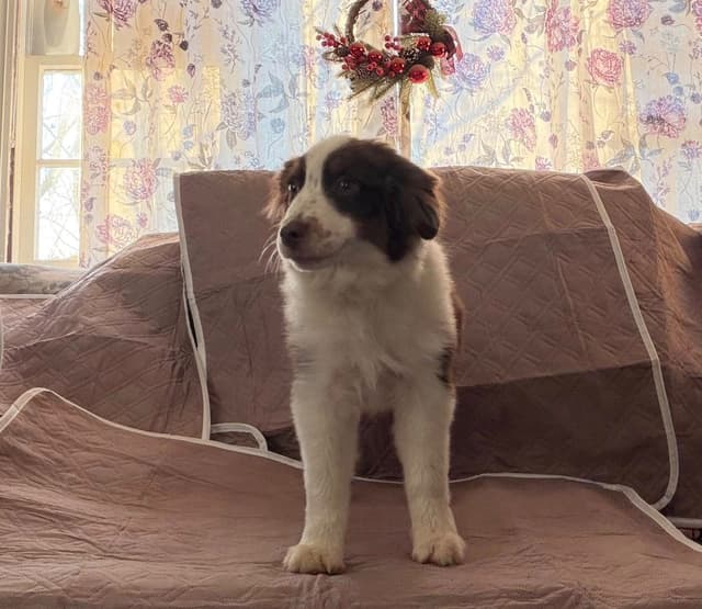 Miniature American Shepherd Puppies Gemma & Uri media 12