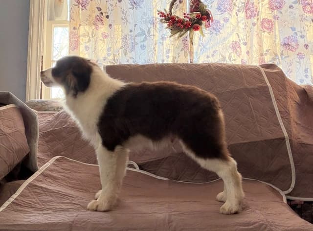 Miniature American Shepherd Puppies Gemma & Uri media 13