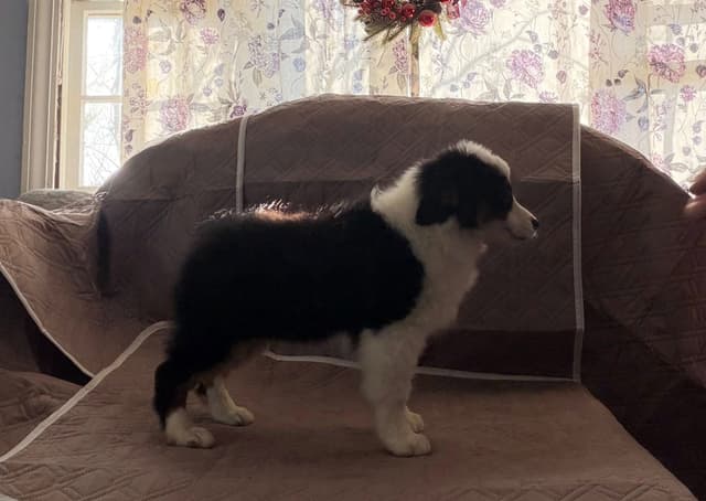 Miniature American Shepherd Puppies CC & Marcel media 9