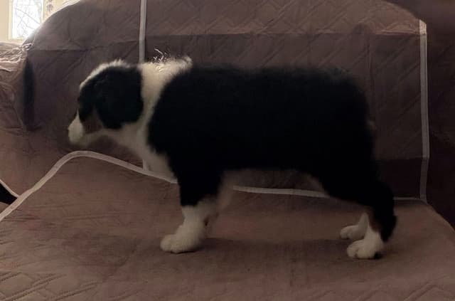 Miniature American Shepherd Puppies CC & Marcel media 10